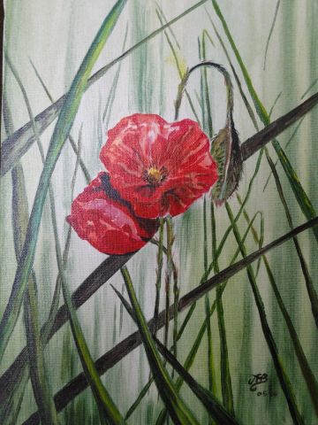 les coquelicots